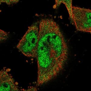 Anti-COPS8 antibody produced in rabbit 