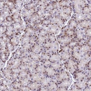 Anti-COPS9 antibody produced in rabbit 