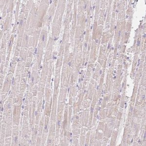 Anti-COPZ2 antibody produced in rabbit 