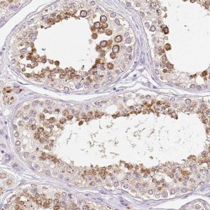 Anti-COPZ2 antibody produced in rabbit 