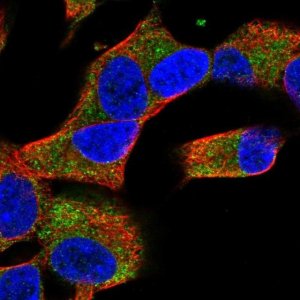 Anti-COQ10A antibody produced in rabbit 