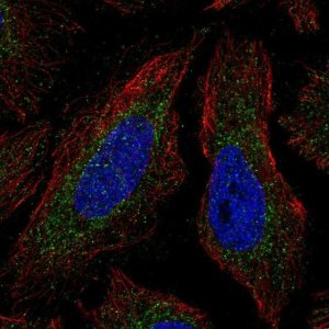 Anti-COQ4 antibody produced in rabbit 