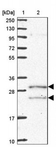 Anti-COQ5 antibody produced in rabbit 