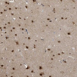 Anti-COQ6 antibody produced in rabbit 