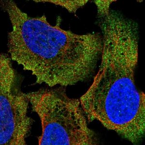 Anti-COQ7 antibody produced in rabbit 