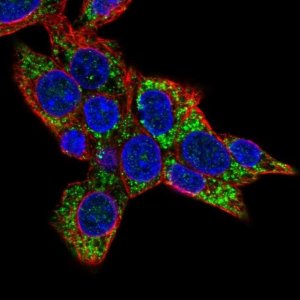 Anti-COQ8A antibody produced in rabbit 