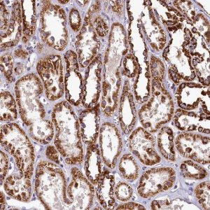 Anti-COQ9 antibody produced in rabbit 