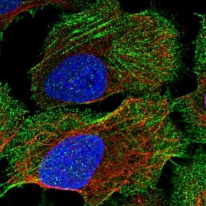 Anti-CORIN antibody produced in rabbit 