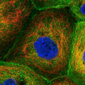 Anti-CORO1B antibody produced in rabbit 