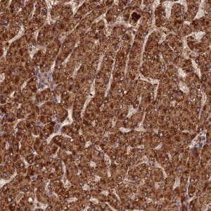 Anti-CORO1C antibody produced in rabbit 