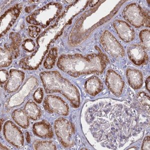 Anti-COX11 antibody produced in rabbit 