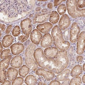 Anti-COX14 antibody produced in rabbit 