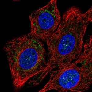Anti-COX15 antibody produced in rabbit 