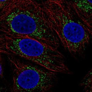 Anti-COX16 antibody produced in rabbit 