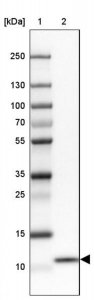 Anti-COX17 antibody produced in rabbit 