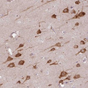 Anti-COX18 antibody produced in rabbit 