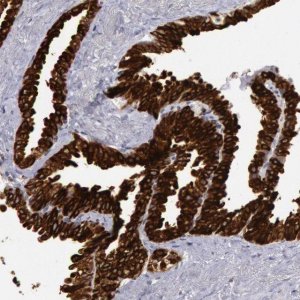 Anti-COX2 antibody produced in rabbit 