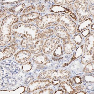 Anti-COX4I1 antibody produced in rabbit 