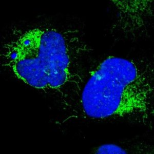 Anti-COX4I1 antibody produced in rabbit 