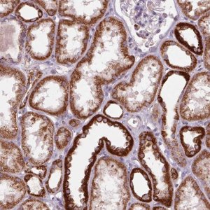 Anti-COX6A1 antibody produced in rabbit HPA062394-100UL