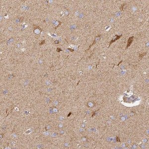 Anti-COX6C antibody produced in rabbit 