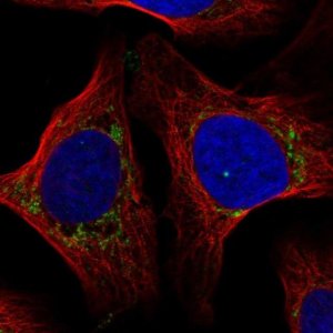 Anti-COX7A2L antibody produced in rabbit 