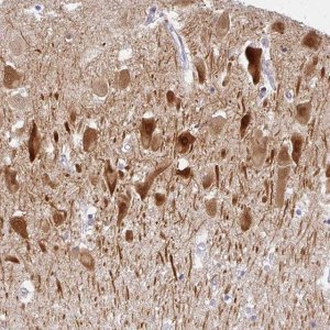 Anti-COX7B antibody produced in rabbit 