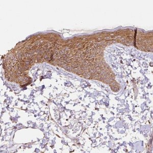 Anti-COX8A antibody produced in rabbit 