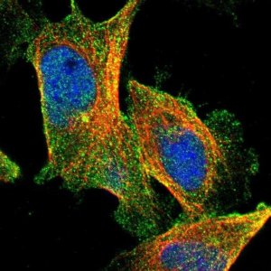 Anti-CPA4 antibody produced in rabbit 