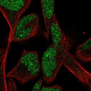 Anti-CPA5 antibody produced in rabbit 