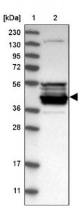 Anti-CPA5 antibody produced in rabbit 