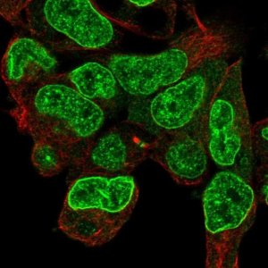 Anti-CPD antibody produced in rabbit 