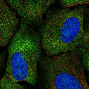Anti-CPEB2 antibody produced in rabbit HPA072513-100UL