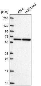 Anti-CPEB2 antibody produced in rabbit HPA072513-100UL
