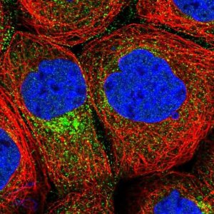 Anti-CPEB4 antibody produced in rabbit 
