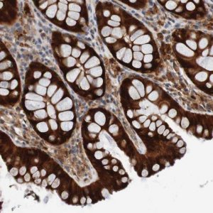 Anti-CPED1 antibody produced in rabbit 