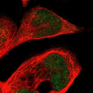 Anti-CPED1 antibody produced in rabbit 