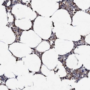 Anti-CPNE2 antibody produced in rabbit 
