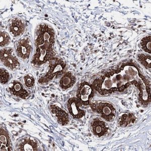 Anti-CPNE8 antibody produced in rabbit 