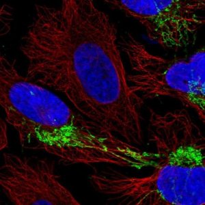 Anti-CPOX antibody produced in rabbit 