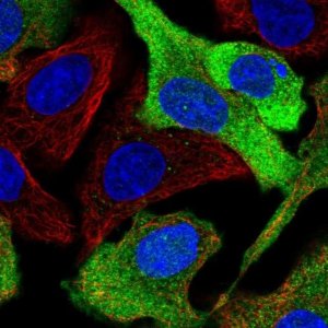 Anti-CPPED1 antibody produced in rabbit 