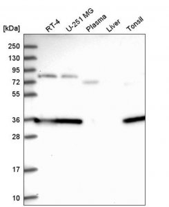 Anti-CPPED1 antibody produced in rabbit 
