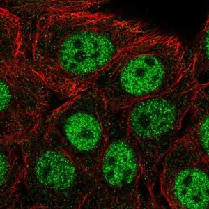 Anti-CPSF1 antibody produced in rabbit 