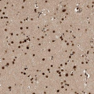 Anti-CPSF2 antibody produced in rabbit 