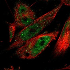 Anti-CPSF2 antibody produced in rabbit 