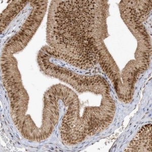 Anti-CPSF3 antibody produced in rabbit 