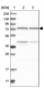 Anti-CPSF3 antibody produced in rabbit 