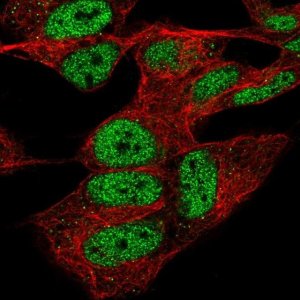 Anti-CPSF4 antibody produced in rabbit 