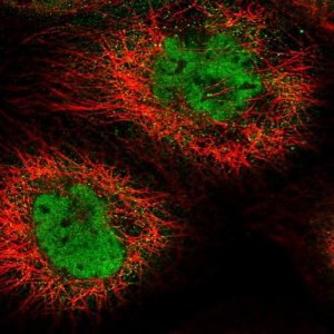 Anti-CPSF7 antibody produced in rabbit HPA041094-100UL