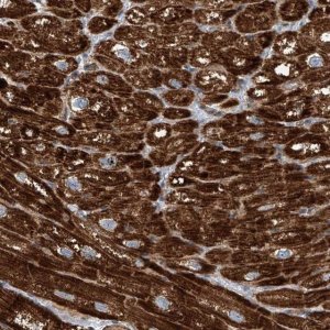 Anti-CPT1B antibody produced in rabbit 